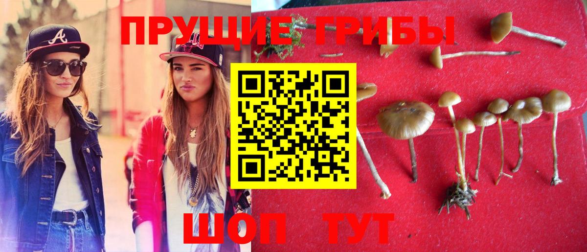 Псилоцибиновые грибы MAGIC MUSHROOMS  Псилоцибиновые грибы MAGIC MUSHROOMS  Тамбов  Вход с VPN 